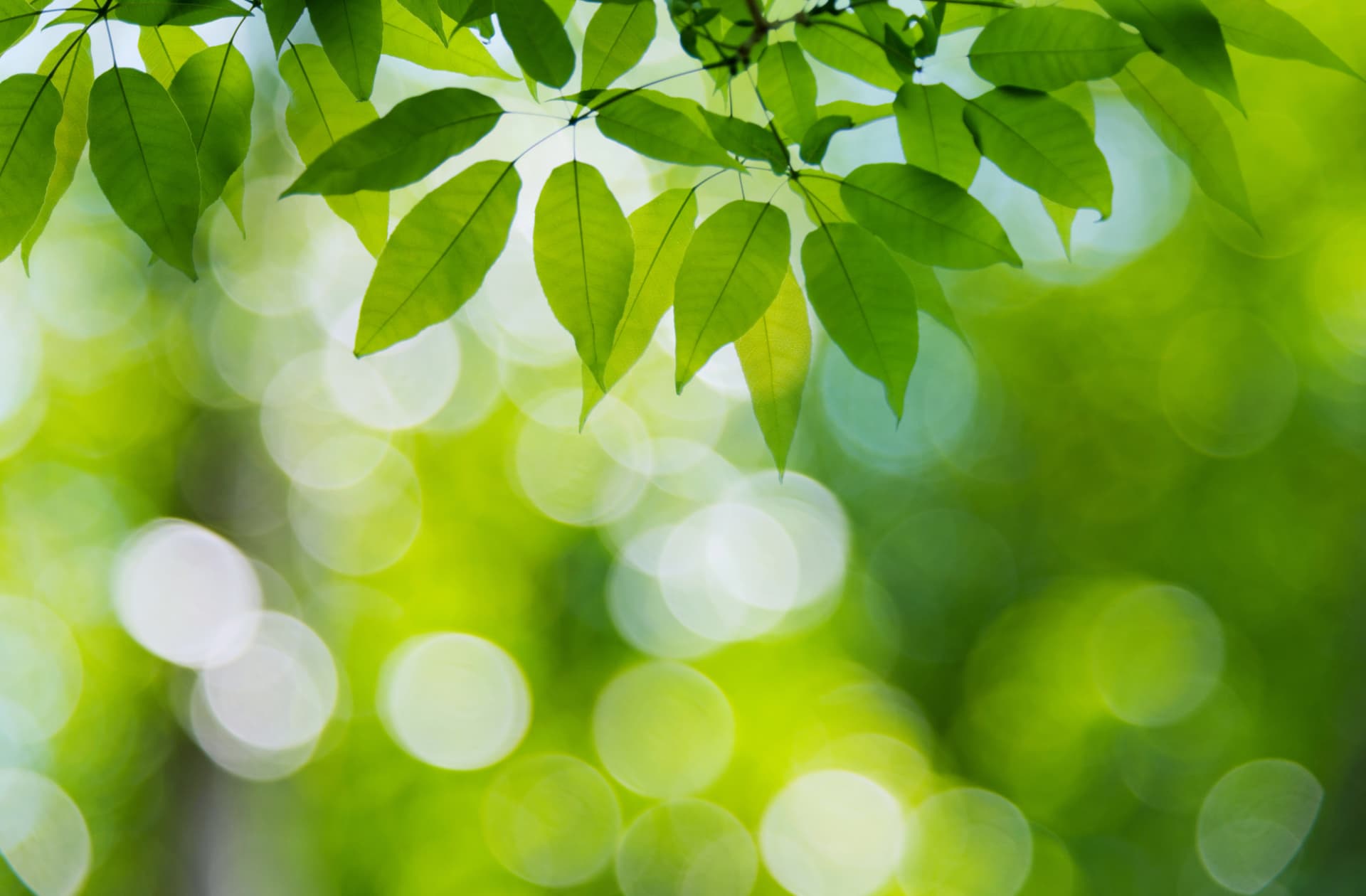 Fresh green leaves catching the light against a soft, luminous background