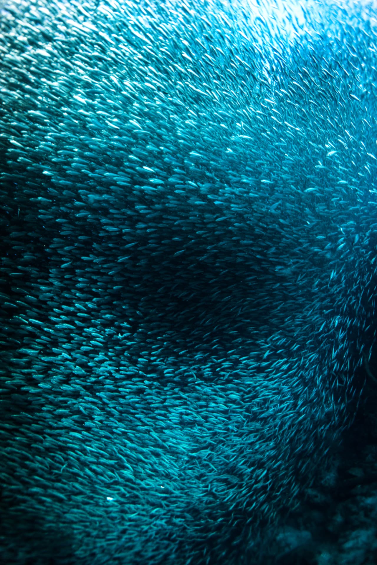 A vast swirling school of silver fish in deep turquoise water
